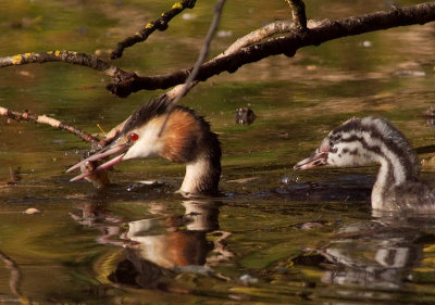 Great Crested Grebe fishing with junior