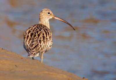 Curlew & Whimbrel