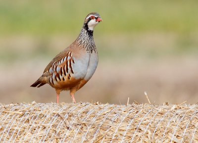 Red-legged Partridge