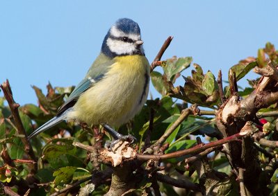 Blue Tit