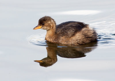 Little Grebe