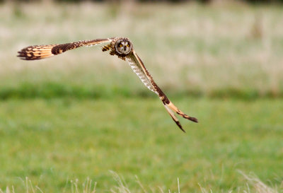 Short-eared Owl