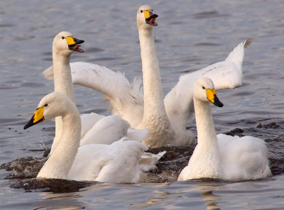 Whooper Swans