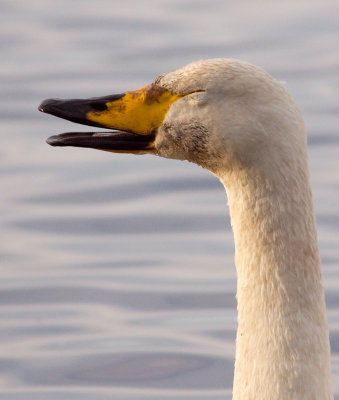 Whooper Swan