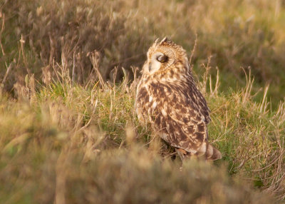 Short-eared Owl