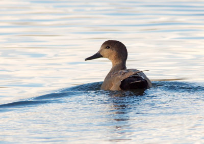 Gadwall