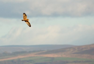 Short-eared Owl