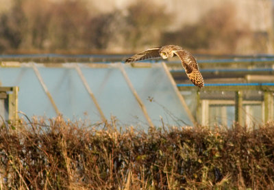 Short-eared Owl