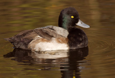 Scaup