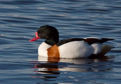 Shelduck