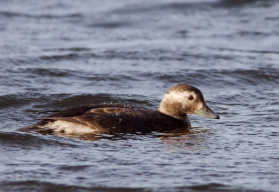 Long-tailed Duck