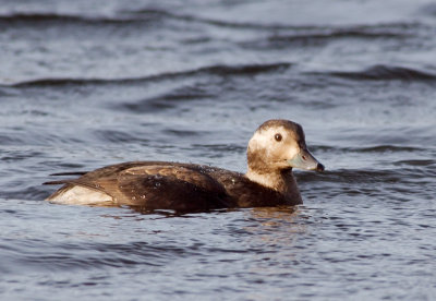 Long-tailed Duck