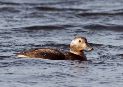 Long-tailed Duck