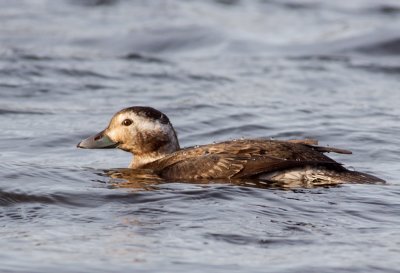 Long-tailed Duck