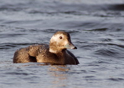 Long-tailed Duck