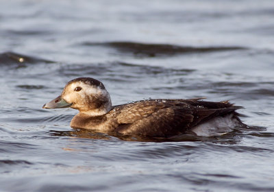 Long-tailed Duck