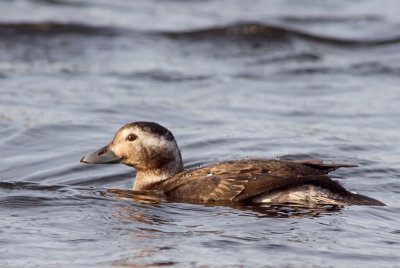 Long-tailed Duck