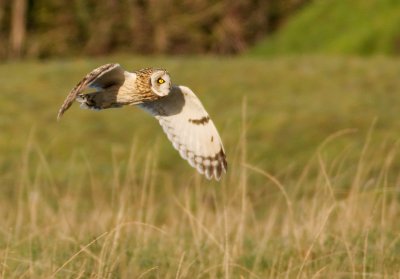 Short-eared Owl