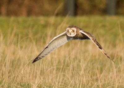 Short-eared Owl