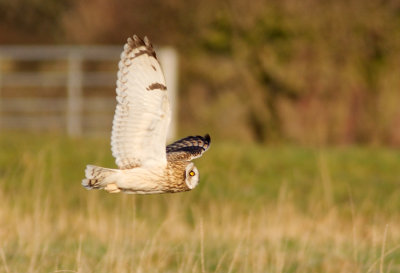 Short-eared Owl