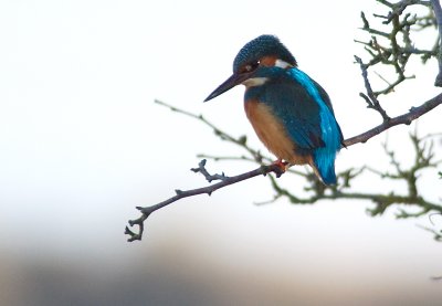 Common Kingfisher