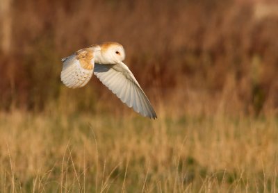 Barn Owl