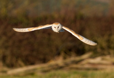 Barn Owl