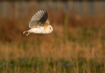 Barn Owl