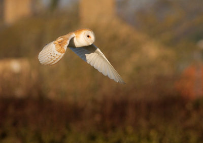 Barn Owl