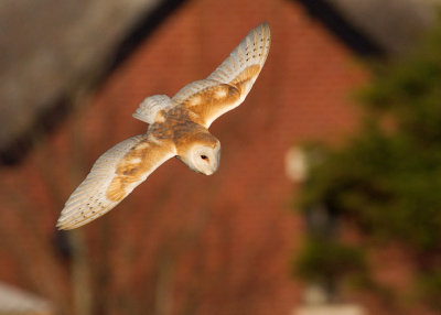 Barn Owl