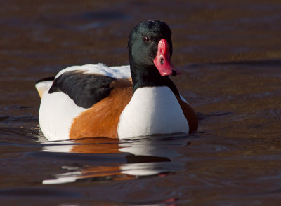 Shelduck