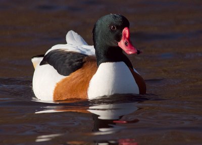 Shelduck