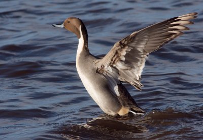 Pintail