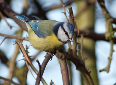 Blue Tit