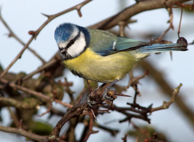 Blue Tit