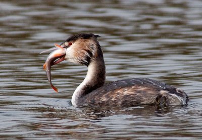 Great Crested Grebe feeding on Perch