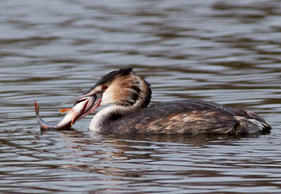 Great Crested Grebe feeding on Perch