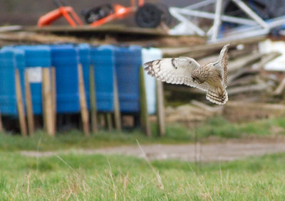 Short-eared Owl