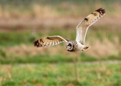 Short-eared Owl