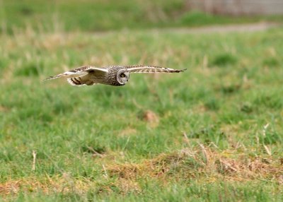 Short-eared Owl