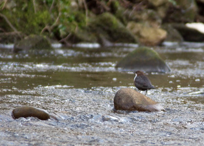 Dipper