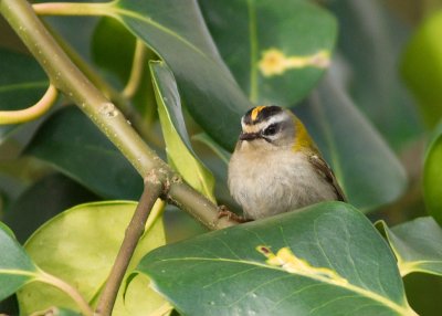 Firecrest