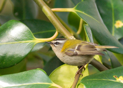 Firecrest