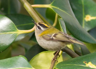 Firecrest