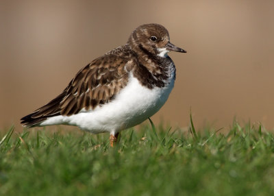 Turnstone