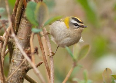 Firecrest
