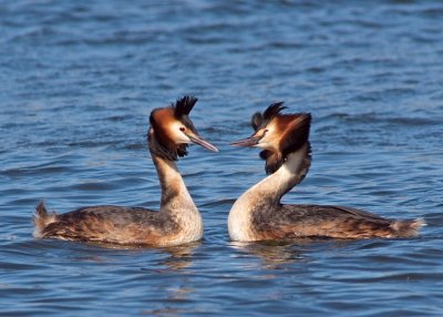 Great Crested Grebes displaying