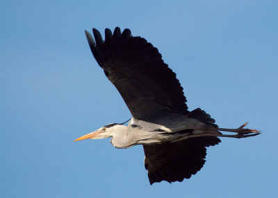 Grey Heron