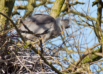 Grey Heron - juvenile at the nest
