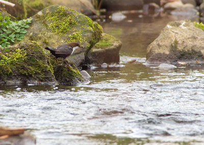 Dipper